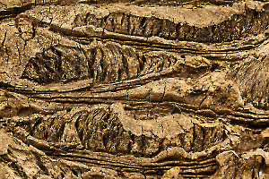 MOSNIER Michel - Tronc de palmier