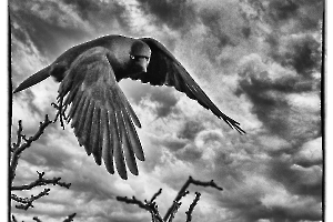 Maître corbeau - MARTINET Thierry 1