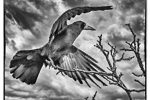 Maître corbeau - MARTINET Thierry 2