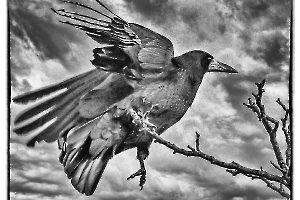 Maître corbeau - MARTINET Thierry 3