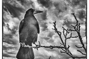 Maître corbeau - MARTINET Thierry 4