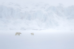 Rendez vous sans lendemain en Arctique - CONTASSOT Philippe 1