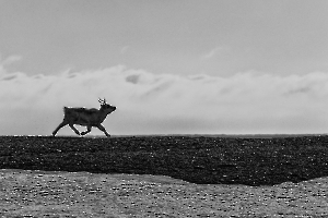 course à pattes CONTASSOT Philippe