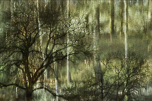 Arbor 2 BOURDEAU Roger_01