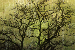 Arbor 2 BOURDEAU Roger_08