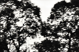 l'arbre au delà de l'image BOURDEAU Roger_03