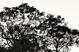l'arbre au delà de l'image BOURDEAU Roger_04