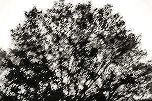 l'arbre au delà de l'image BOURDEAU Roger_05