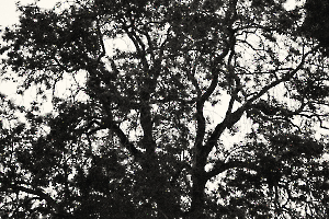 l'arbre au delà de l'image BOURDEAU Roger_06