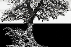 Arbor BOURDEAU Roger_01