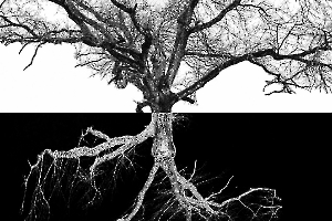 Arbor BOURDEAU Roger_04