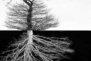 Arbor BOURDEAU Roger_06