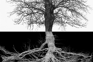 Arbor BOURDEAU Roger_07