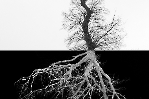 Arbor BOURDEAU Roger_08
