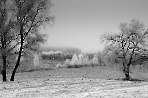 Arbres givrés GAUTHIER Alain