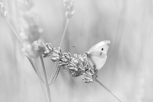 Papillon du jour MILLIET Laurent