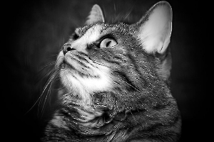 portrait de chat LAMBOEUF Bernard