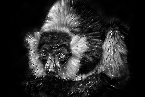 B_Lamboeuf_Bestiaire3