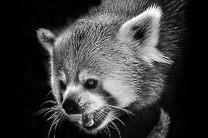 B_Lamboeuf_Bestiaire4
