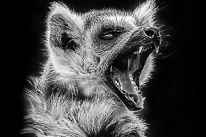 B_Lamboeuf_Bestiaire5