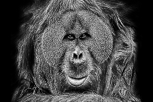 B_Lamboeuf_Bestiaire6