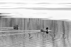 M_Beaufils_Lac blanc4