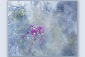 aquarelle