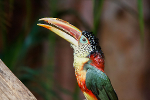 Araçari
