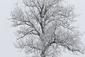 Arbre givré