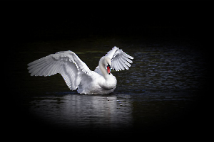 Blanc reflet