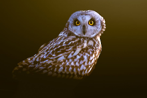Hibou