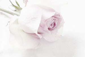 la rose