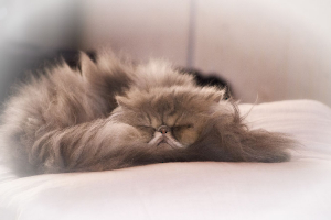 La sieste !
