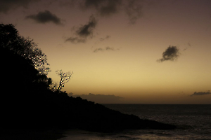 L'arbre