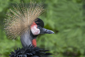 le bel oiseau