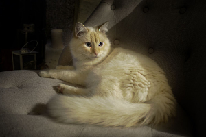 le chat