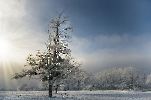 Matin d'hiver