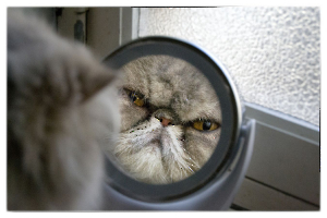 Miroir, Oh Miroir
