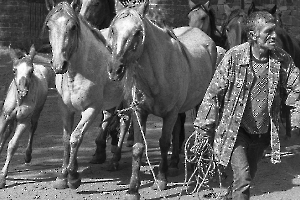 Au petit trot