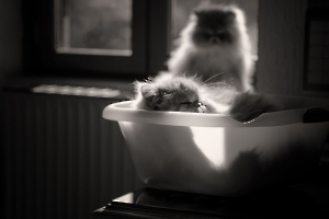 Bain de soleil
