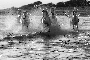 Galop