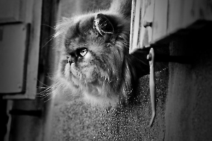 Surveillance