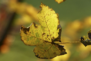 AUTOMNE2