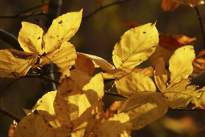 AUTOMNE