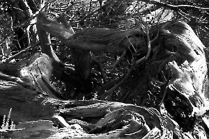 Bois mort