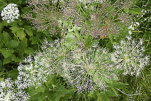 Feu d'artifice