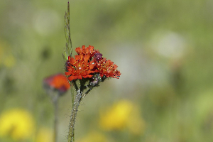 FLEUR DES ALPES