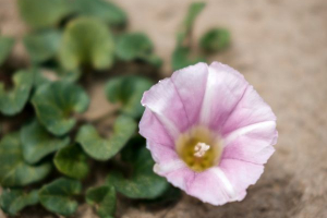 Fleur des sables