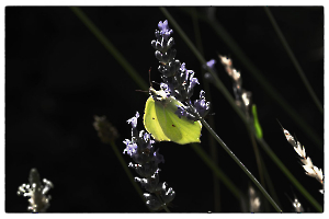 Fragile papillon