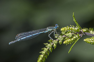 La demoiselle 2